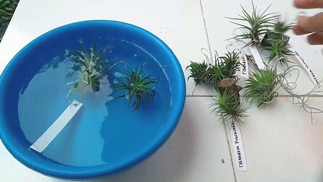 Cara Menyiram Tillandsia Air Plant