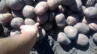 Посадочный семенной картофель