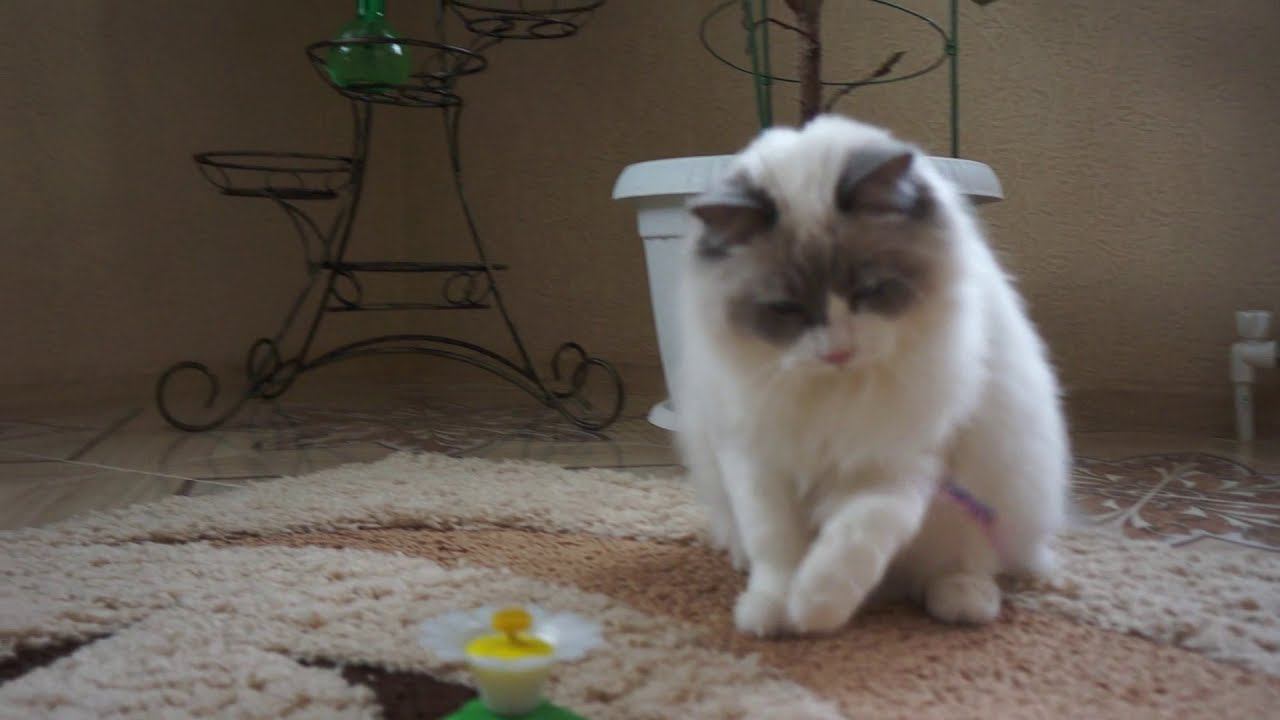 Billy lovely Woolly Bolls. 20.04.2019 г.р. Котик 7.5 мес