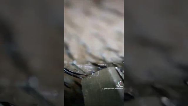 БОРОДА ПОД МИКРОСКОПОМ