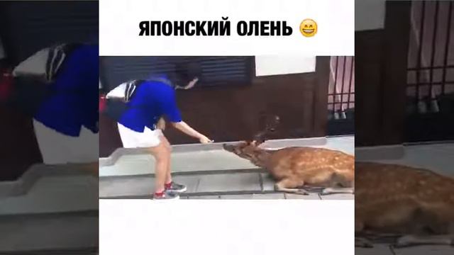 Японский олень