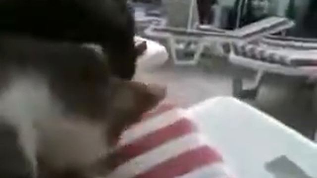 Кот, умеющий делать массаж
