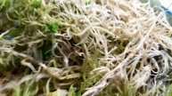 Посылка с живым мхом. Где купить живой мох сфагнум прекрасного качества.
