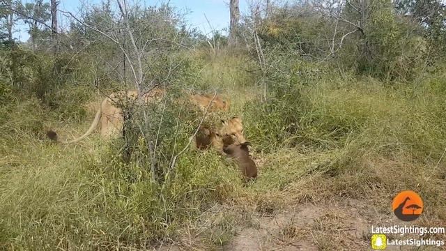 Lions Hunt Buffalo Calf Left Behind by Herd