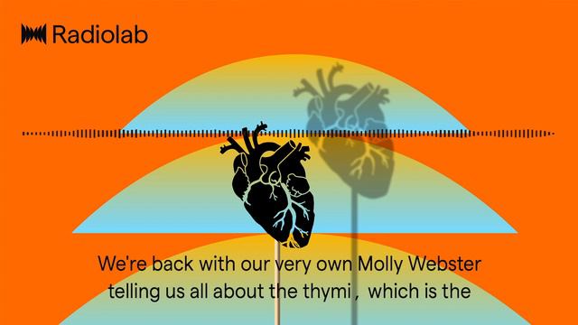 My Thymus, Myself | Radiolab Podcast