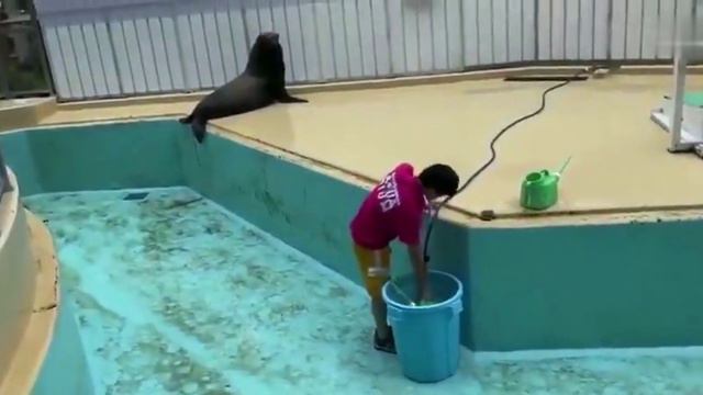 Котик балуется в бассейне