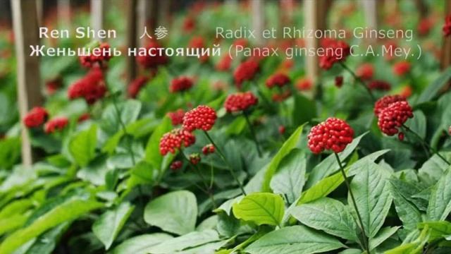 Растительные иммуностимуляторы. Европейский и китайский подход. Понятия, ингредиенты, препараты.