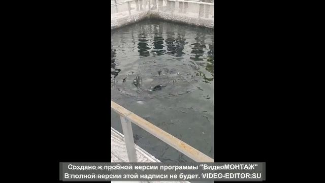 Поездка на форелевую ферму