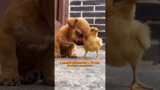 🤓КАК ПРОХОДЯТ СОВЕЩАНИЯ В ПН