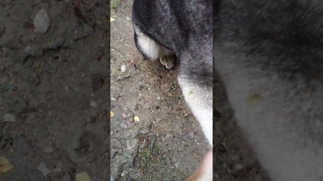 Люди!Зачем вы выбрасываете бедных животных на улицу!!!!!????