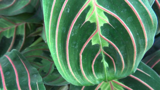 Cómo cuidar una maranta o calathe leuconeura fascinator o maranta tricolor