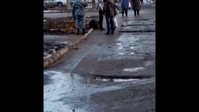 Укусила служебная собака