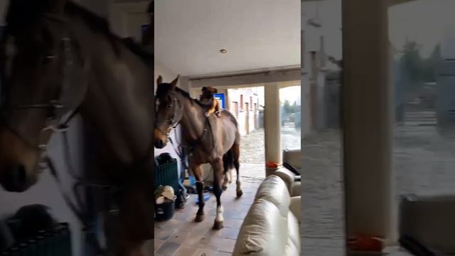 A Mysterious Horse Visits An Irish Household   ViralHog