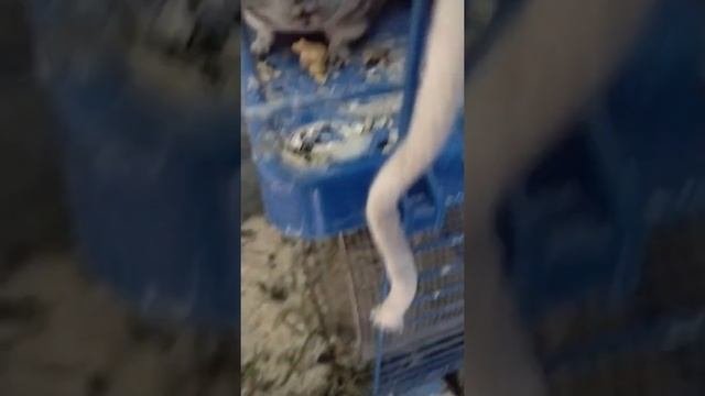 шиншилла ест сырые семечки тыквы
