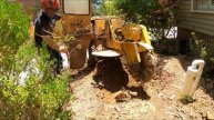 "When the Customer Almost Conquered the Stump: Our Heroic Intervention!"