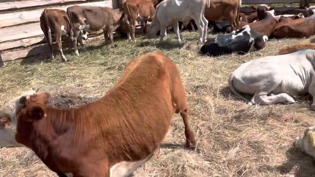 Бычки 70 голов на продажу Герефорд Казахские Сименталы  2021