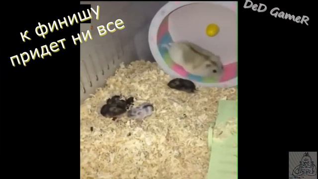 Прикольные и милые животные №16