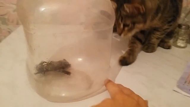 Летучая мышь ДОМА