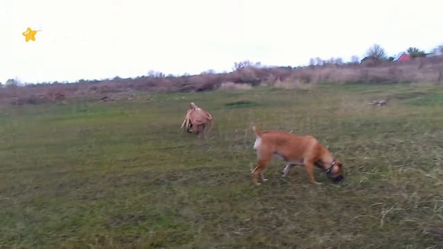 boerboel бурбули, питомник Легенда Африки