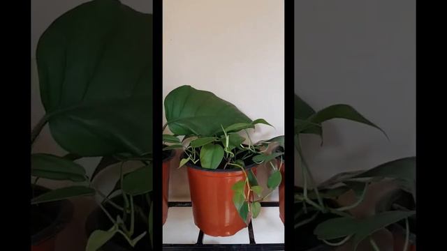 Arranging my balcony corner.