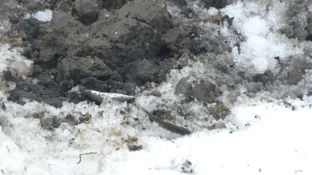 Очистка деревенского пруда: снова на Карьере - 2 часть