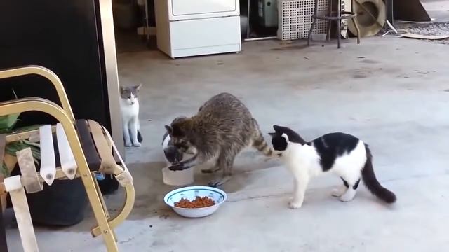 Енот отнял у кошек еду (Raccoon taken away from cats food)