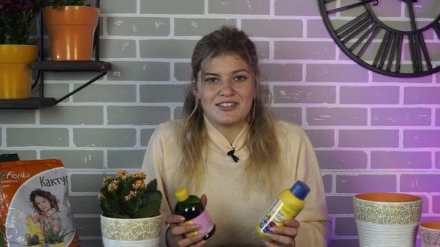 Каланхоэ после покупки  Грунт для каландива