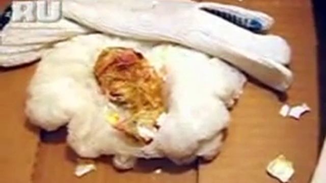 В супермаркете вылупился цыпленок!