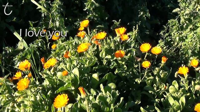 Ho'oponopono - A 432 Hz Healing Song by Theo Newton