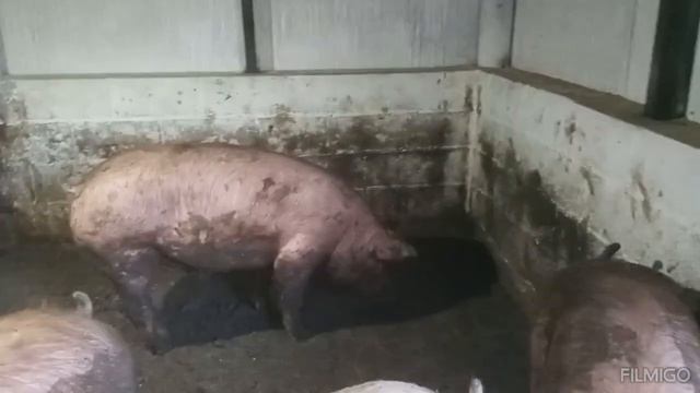 летний баз для свиней