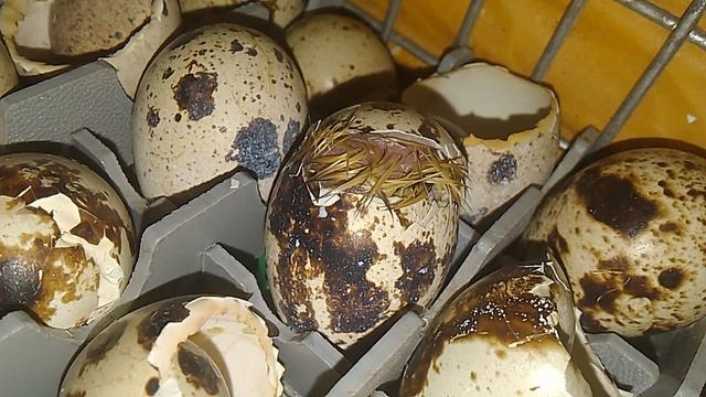 с Днём Рождения