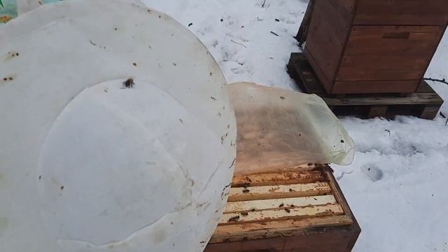 СПАСЕНИЕ ПЧЁЛ ЗИМОЙ. ЧАСТЬ ВТОРАЯ!!! ОСМОТР ЧТО С ПЧЁЛАМИ???
