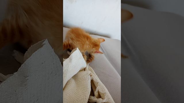 мой мой котёнок джини