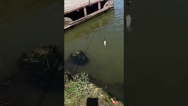 Поймали белого амура.Миусский лиман 15 июня  2021 года