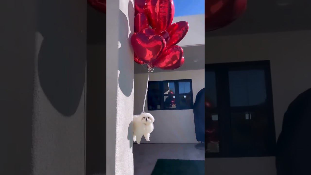 Funny and cute cats 8 #shortvideo #shorts