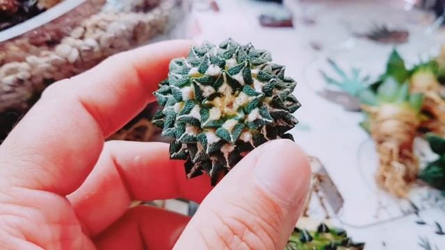 Ariocarpus Kotschoubeyanus - Grafted