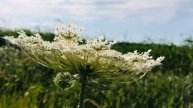 Полевые цветы\\ Цветы//Природа/Landscape \\ Valentyna life
