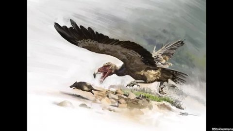 Argentavis and the Teratorns: Among the Largest Birds to Ever Fly
