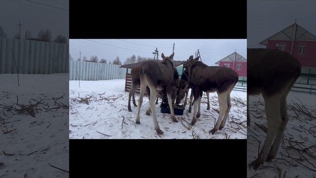 День с лосятами