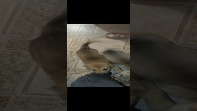 Щенки метисы в дар