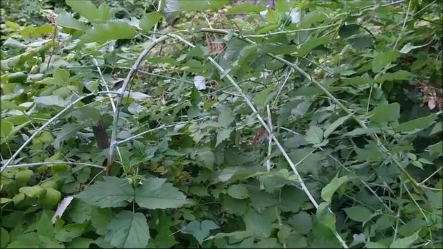 СДЕЛАЙТЕ это с ежемалиной сейчас! Для увеличения урожайности на следующий ГОД!