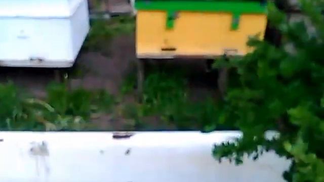 Натаскивают пчёл на рапс