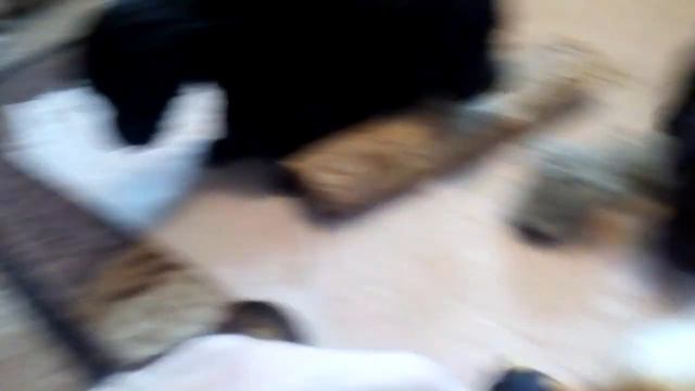 п-к Роман-Кош. 1 МАРТА ВЫГУЛ ПОМЕТ Х.  2ч. 30 дн. м. Цирцея, Пулька - о. АР Зигзаг Удачи