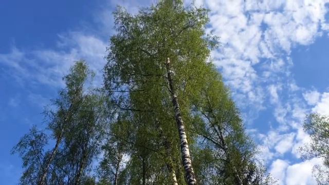 Птицы поют в Руси