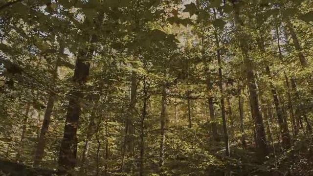 Красивая Расслабляющая Музыка Со Звуками Природы