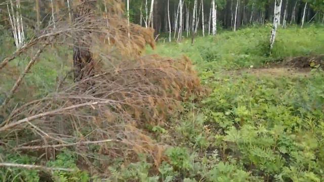 Начало и выход новой  петли Баклаши