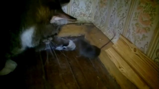 (Рыська котэ Рыся) Кошка поймала мышку и играет с ней. Охота онлайн. Том и Джери.