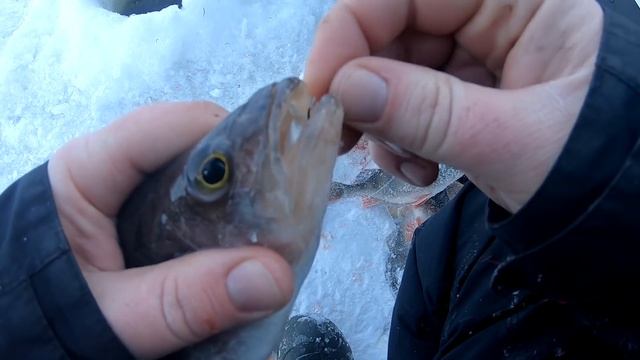 19.01.2019. Рыбинка. Рыбалка на Рыбинском водохранилище. Ловим окуня.