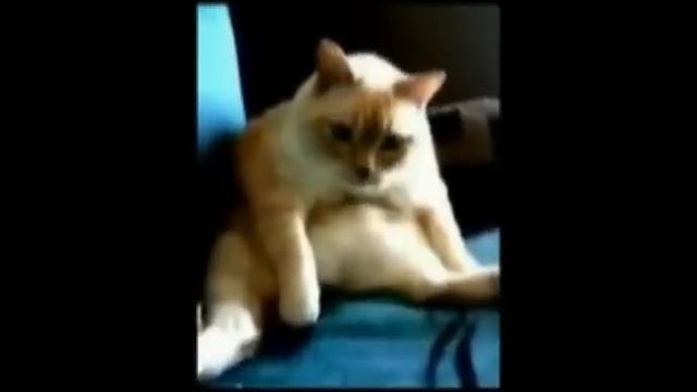 Кот икает и пукает....