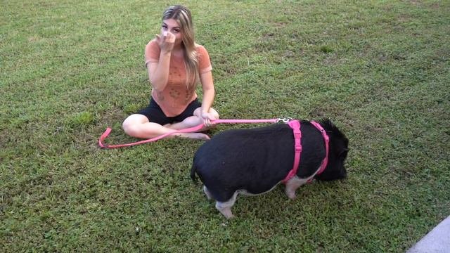 Rescued Pig, Bird And Baby Tortoise Updates! PLUS HUGE ANNOUNCEMENT! (NEW ANIMAL!)